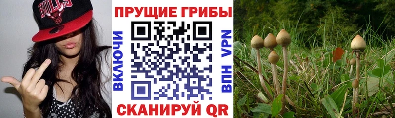 Галлюциногенные грибы ЛСД  закладки  Мглин 